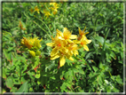 foto Fiori
